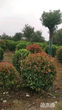 冠幅100厘米红叶石楠球