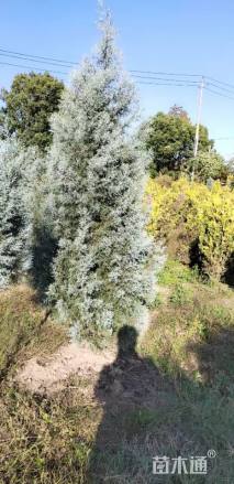 高度200厘米蓝冰柏