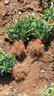 高度12厘米大叶黄杨