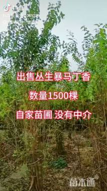 高度150厘米丛生暴马丁香