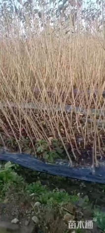 0.7公分染井吉野樱