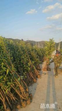 高度140厘米青珊瑚