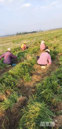 高度20厘米中叶麦冬