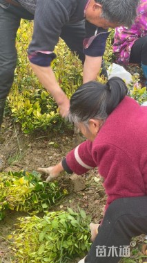 冠幅25厘米金森女贞球