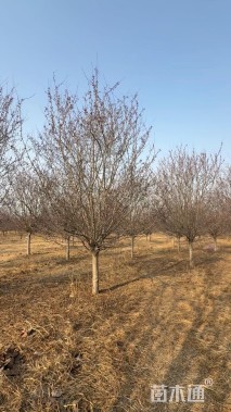 15公分丰盛海棠