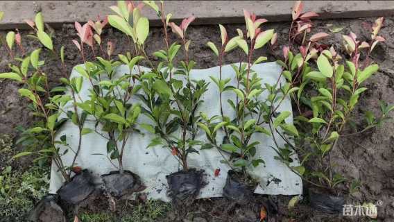 高度20厘米红叶石楠小苗