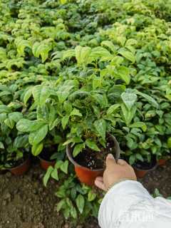 高度20厘米火焰南天竹