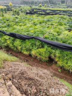 裸干高60厘米棕竹