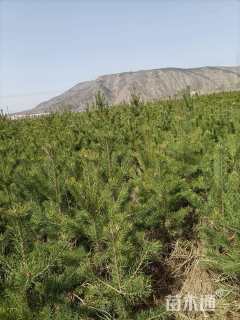 高度150厘米樟子松
