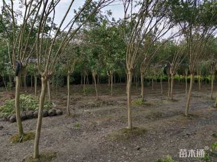 高度500厘米大红紫薇