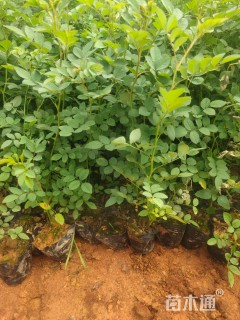 高度25厘米蔷薇