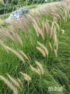 高度40厘米羽绒狼尾草