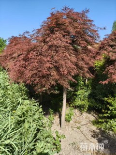 高度200厘米羽毛枫