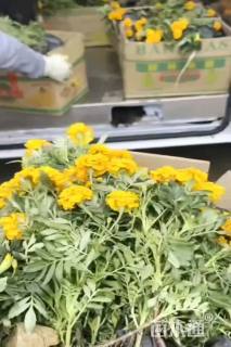 高度15厘米孔雀草