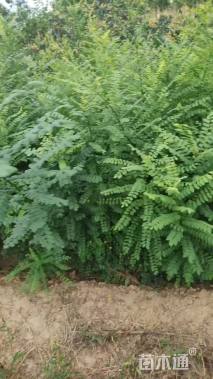 高度100厘米国槐小苗