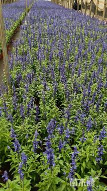 高度30厘米鼠尾草