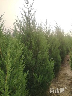 高度150厘米蜀桧