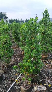 高度120厘米火山榕