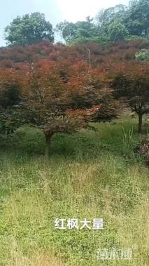 冠幅100厘米红花继木球