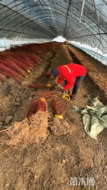 高度70厘米红枫小苗