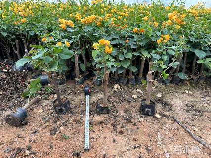 高度20厘米黄花三角梅