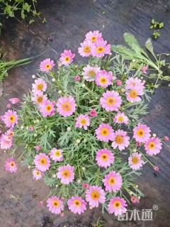 高度30厘米玛格丽特花