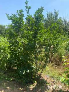 高度200厘米丛生丁香