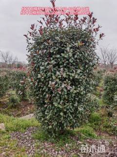 高度160厘米红叶石楠柱