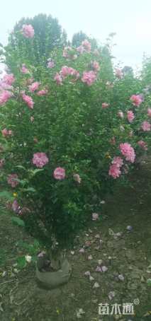 高度150厘米木槿