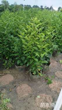 高度80厘米大红花