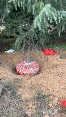 高度600厘米雪松