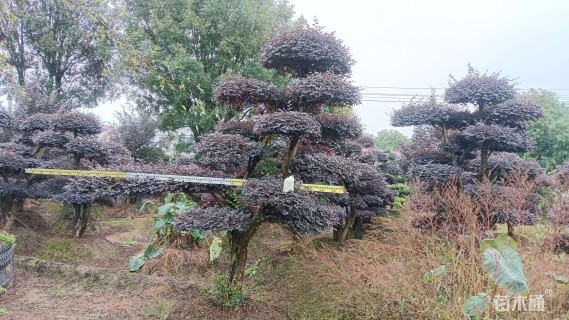 15公分造型红花继木桩