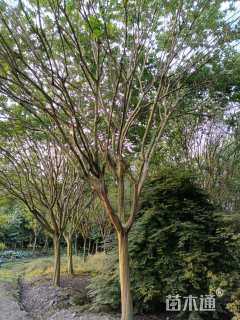 高度550厘米大红紫薇