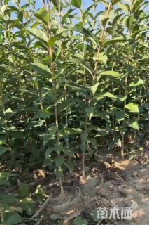 高度50厘米大叶女贞小苗
