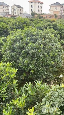 冠幅280厘米大叶黄杨球