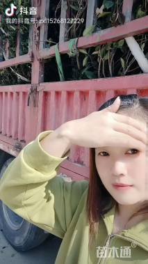 冠幅150厘米大叶黄杨球