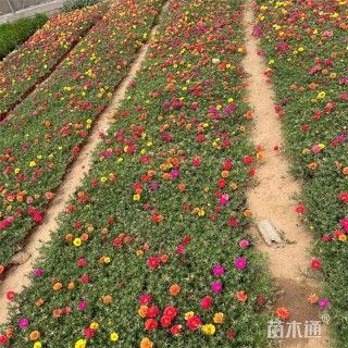 高度25厘米半支莲