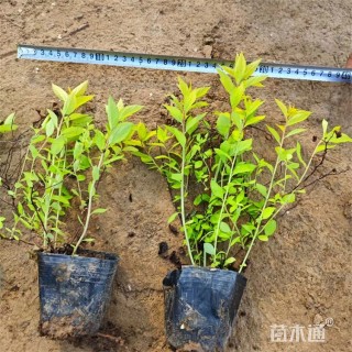 高度12厘米金山绣线菊