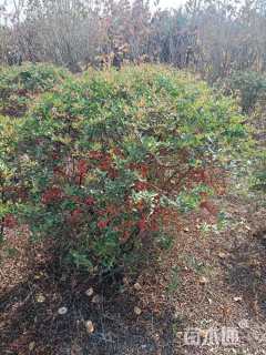 冠幅150厘米火棘球