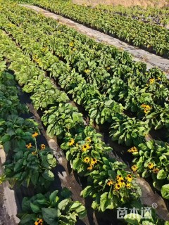 高度70厘米金光菊