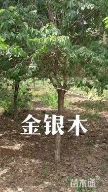 高度6厘米金银木