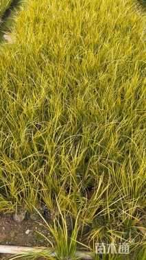 高度15厘米金叶石菖蒲