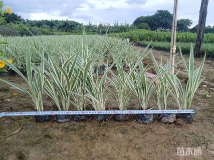 高度30厘米山管兰