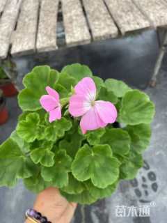 高度20厘米天竺葵