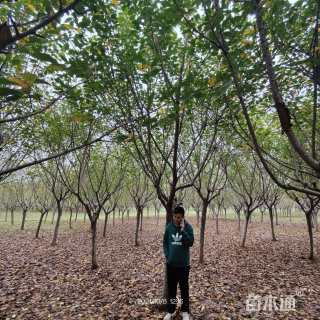 10公分高杆染井吉野樱