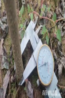 高度100厘米刺槐小苗