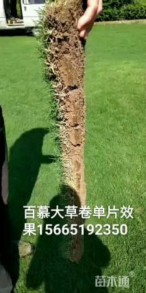 草块状百慕大草