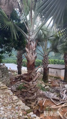 裸干高300厘米霸王棕