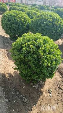 高度100厘米金边黄杨