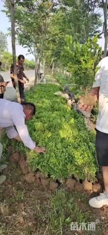 高度50厘米瓜子黄杨